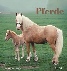 Horses 2024 - Postcard Calendar 16 x 17 cm - Horses - for Standing or Hanging - Monthly Calendar - Gadget - Souvenir - Alpha Edition