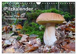 Pilzkalender (Wandkalender 2025 DIN A4 quer), CALVENDO Monatskalender: Essbare Pilze aus heimischen Wäldern im Jahresablauf