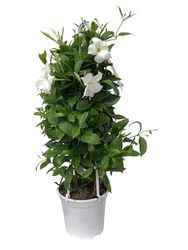 Dipladenia o Mandevilla Blanca Natural - MACETA 15cm - Altura 40cm