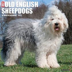 Just Old English Sheepdogs 2023 Wall Calendar