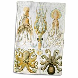 3dRose Picture of 1800 Drawing of Famous Biologist Squids Towel, White, 15 x 22-Inch