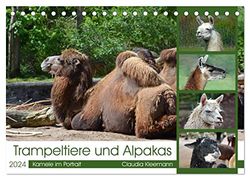 Trampeltiere und Alpakas (Tischkalender 2024 DIN A5 quer), CALVENDO Monatskalender: Portrait zauberhafter Alt- und Neuweltkamele