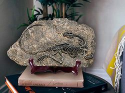Lagom House Fossil Dinosaure en résine, Statue de Dinosaure, Squelette décoratif, décoration de Salle de Dinosaure, kit Fossil pour Enfants (11,4 x 17,8 cm) (Style β)