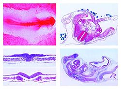 Mikropräparat Serie - Embryonalentwicklung eines Huhnembryos (Gallus)