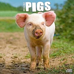 Pigs Calendar 2024 | Square Farm Animal Wall Calendar - 16 Month