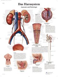 3B Scientific Schoolbord - Het urinestelsel - anatomie en fysiologie