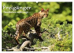 Freigänger - Hauskatzen unterwegs (Wandkalender 2026 DIN A2 quer), CALVENDO Monatskalender: Hauskatzen in freier Natur
