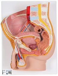 3B Scientific 3B Smart Anatomy, H11 Mannelijk bekken, 2-delig + gratis Anatomie App