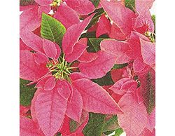 Servetter papper Pink poinseia 33x33cm. 20u.