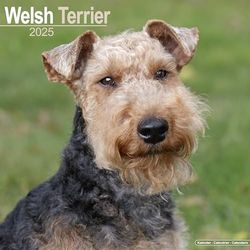 Welsh Terrier 2025 Square Wall Calendar | Dog Breed Calendar