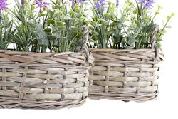 PLANTA MIMBRE PE 19X12X22 LAVANDA 2 SURT