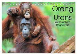 Orang Utans: Zu Besuch im Regenwald (Tischkalender 2025 DIN A5 quer), CALVENDO Monatskalender: Faszinierende Einblicke in das Leben der "Waldmenschen" Borneos, Indonesien