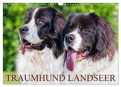 Traumhund Landseer (Wandkalender 2026 DIN A3 quer), CALVENDO Monatskalender: Landseer - diese faszinierenden Hunde präsentiert die Tierfotografin Sigrid Starick in 13 bezaubernden Bildern.