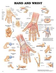 Hand and Wrist Anatomical Chart