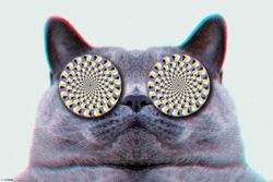 Empire - Poster Cats Eyes + Accessori