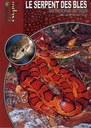 Le serpent des blés: Pantherophis guttatus (elaphe guttata)