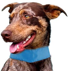 Pet Life Zomerkoeling inbrengbare en verstelbare koelijs pack hond nek wrap, één maat, blauw