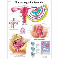 3B Scientific Poster van papier met vrouwelijk genitaal apparaat, 1