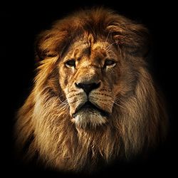 Pro-Art G1855K muurschildering Giclee "The Leader", kleurrijk