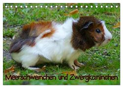 Meerschweinchen und Zwergkaninchen (Tischkalender 2025 DIN A5 quer), CALVENDO Monatskalender: Kleintiere als Heimtier