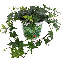 Hiedra de Hoja Pequeña PREMIUM Planta Purificadora del Aire para el Hogar