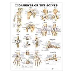 Anatomical Chart Ligamentos de las articulaciones