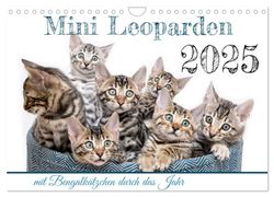 Mini Leoparden - mit Bengalkätzchen durch das Jahr (Wandkalender 2025 DIN A4 quer), CALVENDO Monatskalender: zuckersüße Bengalkätzchen in verschiedenen Farben und Größen