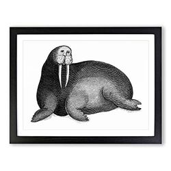 Walrus In Black & White By George Shaw Vintage Framed Wall Art Print, Ready to Hang Picture for Living Room Bedroom Home Office Décor, Black A4 (34 x 25 cm)