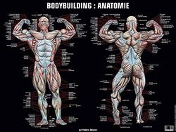 Poster bodybuilding anatomie: 0000