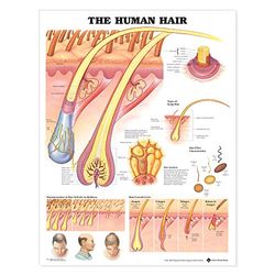 The Human Hair Anatomical Chart