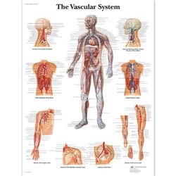 3B Scientific Anatomia człowieka - tabela systemów naczyniowych, wersja laminowana