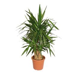 Faxiflora Pianta di yucca
