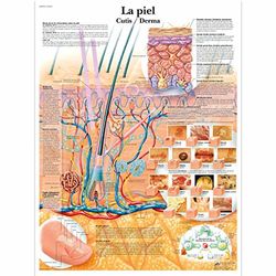 3B Scientific papier bedrukt, huid, 3B Scientific VR3283L Glossy UV Resistant Laminated Paper La Piel Anatomical Chart (The Skin Anatomical Chart, Spanish), Poster Size 20" Width x 26" Height, 1