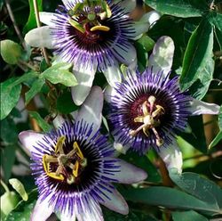 Semillas Planta Maracuyá |DECOALIVE | Semillas Passiflora | Planta Pasionaria