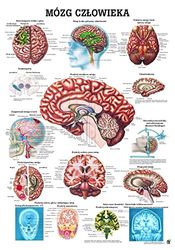 Gehirn. 70x100 cm, polnisch