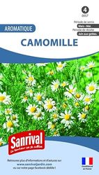 Camomille