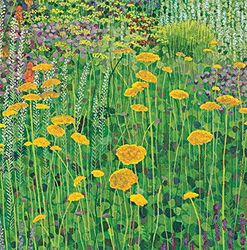 Susan Entwistle Art Carte de vœux Achillée, 15 cm x 15 cm, Multicolore, Lot de 6