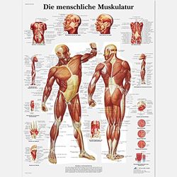 3B Scientific Planche anatomique Die menschliche Muskulatur en allemand