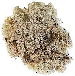 Glorex 63803610 Interior artificial Non-Flowering Plant planta artificial - plantas artificiais (interior, artificial Non-Flowering Plant, bege, 50 g)