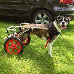 Large Dog Wheelchair Best Friend Mobility by Best Friend Mobility