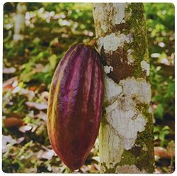 3dRose mp_187553_1 8" x 8" Belize Punta Gorda Agouti Cacao Farm. Ripe Cacao Pod. Musmatta