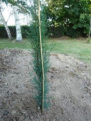 Vilmorin 3 Tuteurs Bambou 180cm SM Plantes, Naturel