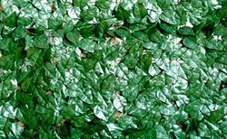 Hecke Sem/Verde Lauro M1 X3