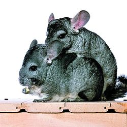 VADIGRAN hongerry chinchilla 3d kaart