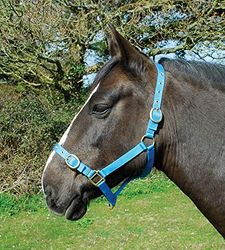 Rhinegold Nylon Headcollar-Pony-Turquoise Cuello de Nailon, Turquesa