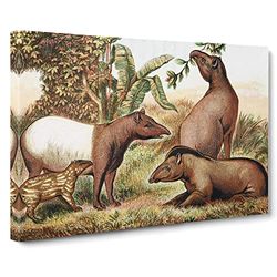 Natural History Indian & South American Tapirs Vintage Canvas Wall Art Print Ready to Hang, Framed Picture for Living Room Bedroom Home Office Décor, 30x20 Inch (76x50 cm)