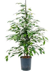 Ficus Benjamina Natural en Maceta de 17cm Elegancia y Frescura para tu Espacio Interior