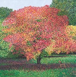 Susan Entwistle Art Acer Westonbirt wenskaart, 15 cm x 15 cm, Papier Multi kleuren, 15 x 15 x 1 cm