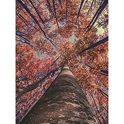 Birch Forest In Autumn Unframed Art Print Poster Wall Decor 12x16 inch