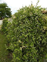 Jasmin Étoilé Variegata C 3 Litres